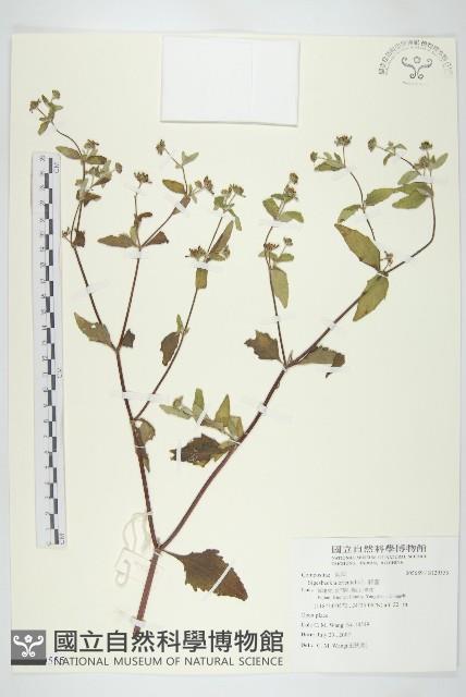 豨薟藏品圖，第1張