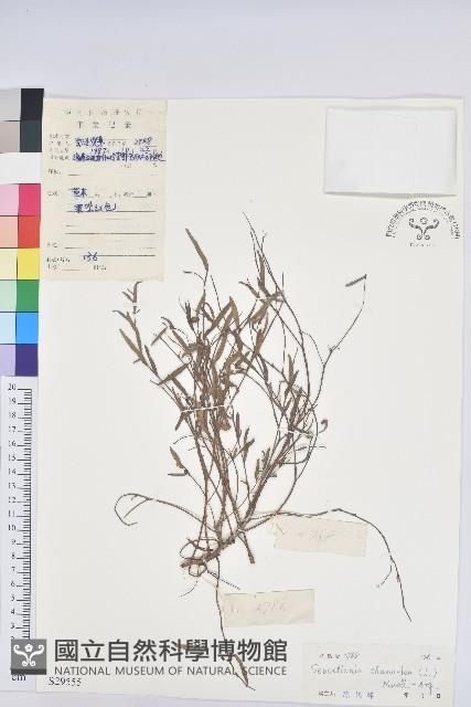 地楊桃藏品圖，第1張