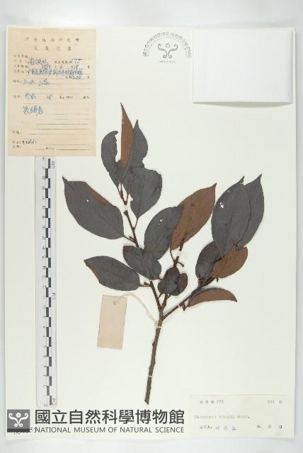 延平柿藏品圖，第1張