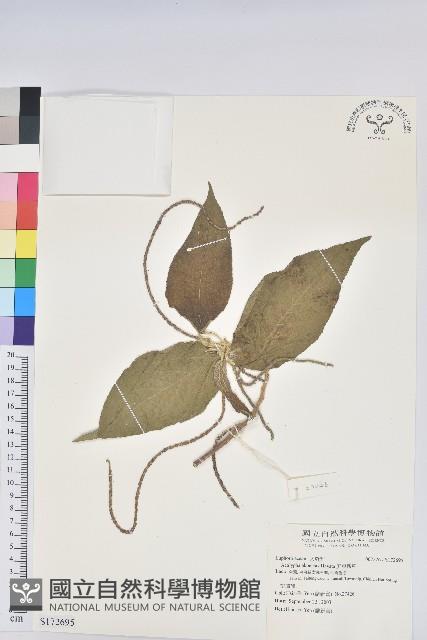 屏東鐵莧藏品圖，第1張