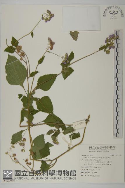 紫花霍香薊藏品圖，第1張