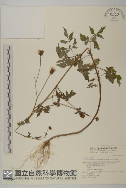 鬼針舅藏品圖，第1張