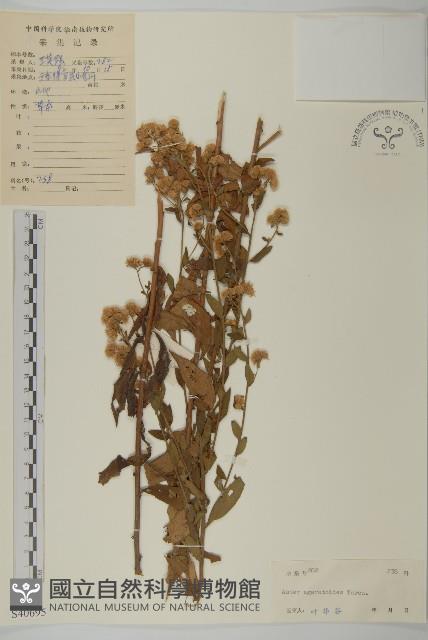 山白蘭藏品圖，第1張