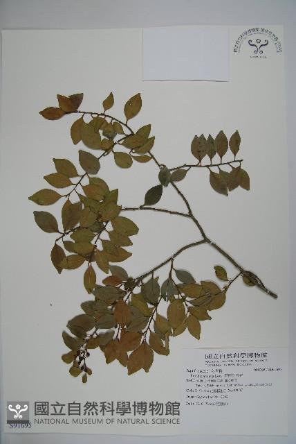 早田氏冬青藏品圖，第1張