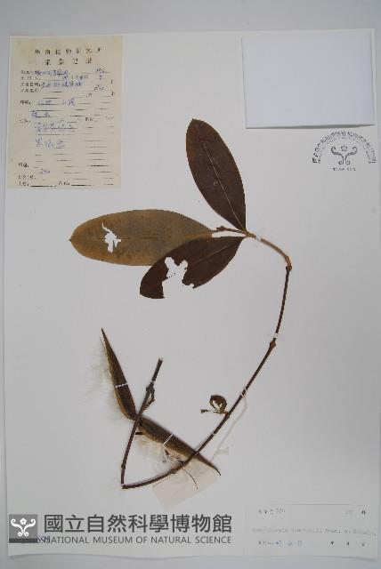 古鉤藤藏品圖，第1張