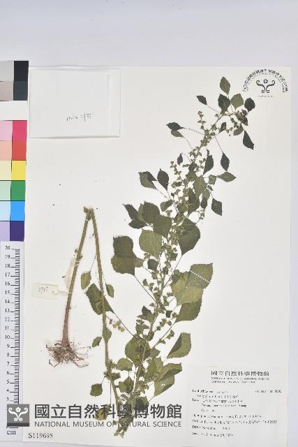 印度鐵莧藏品圖，第1張