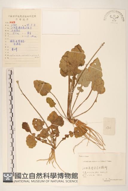 大丁草藏品圖，第1張