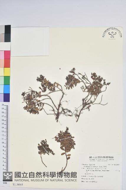 高山白珠樹藏品圖，第1張