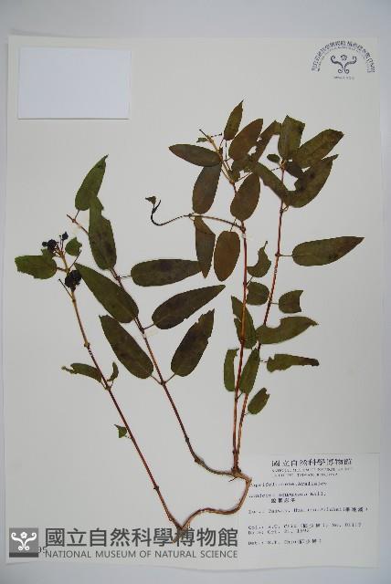 阿里山忍冬、漸尖葉忍冬藏品圖，第1張