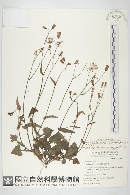 Accession Number:S050095 Collection Image, Figure 1, Total 2 Figures