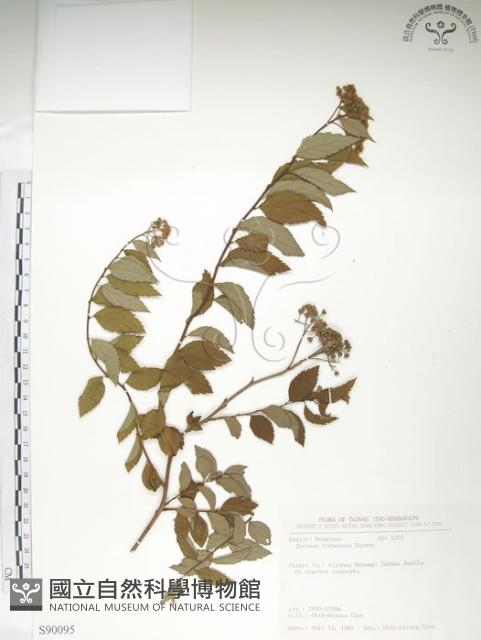 臺灣繡線菊藏品圖，第1張