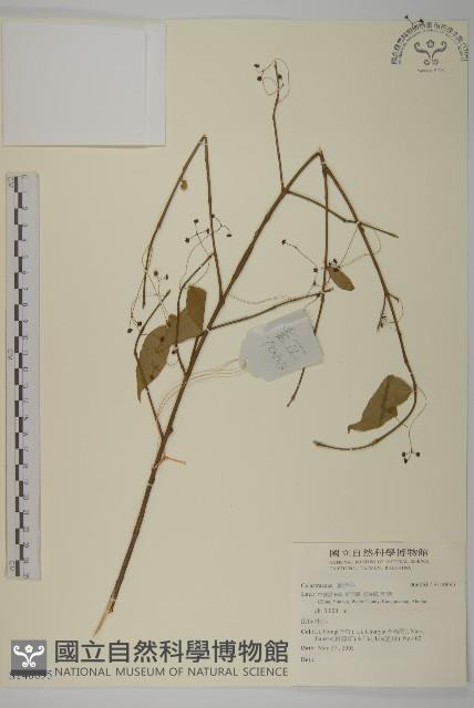 登錄號:S140095藏品圖，第1張