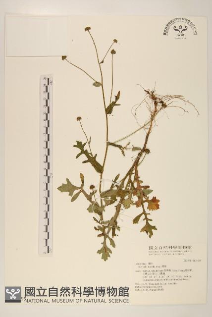 矮菊藏品圖，第1張