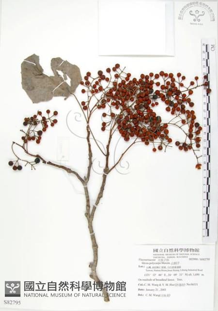 山桐子藏品圖，第1張