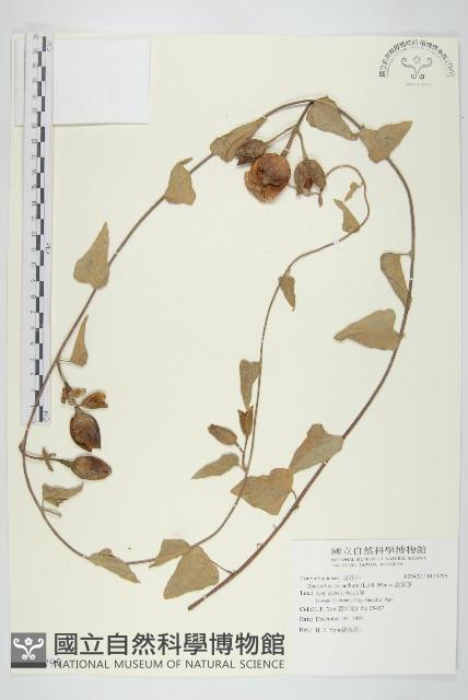 盒果藤藏品圖，第1張