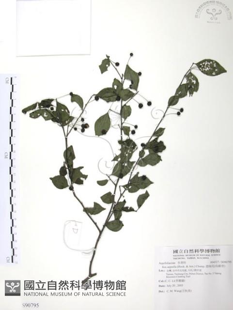 燈稱花、烏雞骨藏品圖，第1張