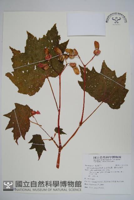 裂葉秋海棠、巒大秋海棠藏品圖，第1張