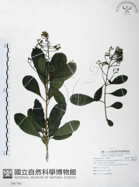 七里香、台灣海桐藏品圖，第1張