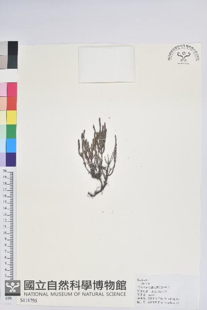 登錄號:S171795藏品圖，第1張