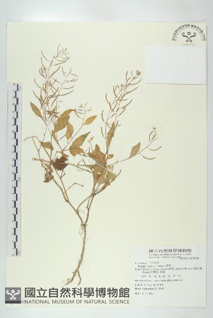 葶藶藏品圖，第1張