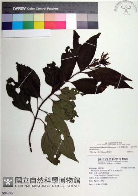 台北玉葉金花藏品圖，第1張