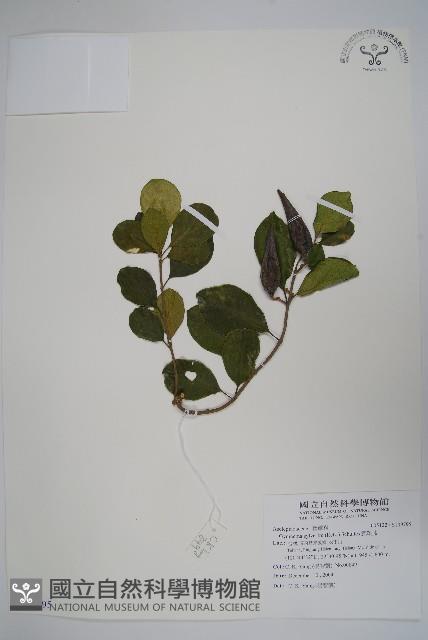 武靴藤藏品圖，第1張