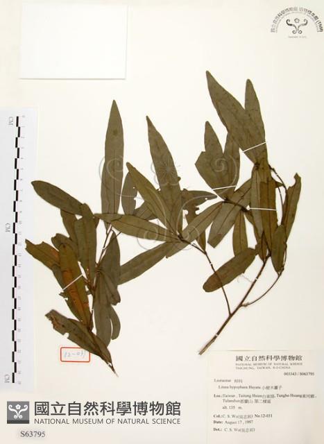 黃肉樹, 小梗木薑子藏品圖，第1張