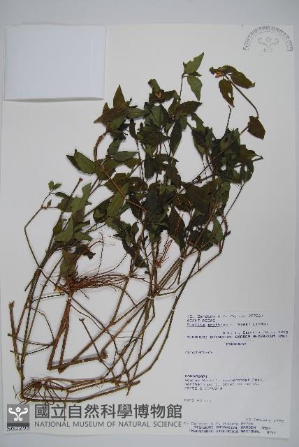 登錄號:S062295藏品圖，第1張