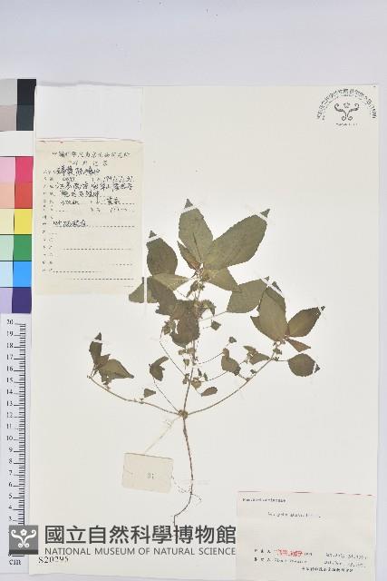 鐵莧菜藏品圖，第1張