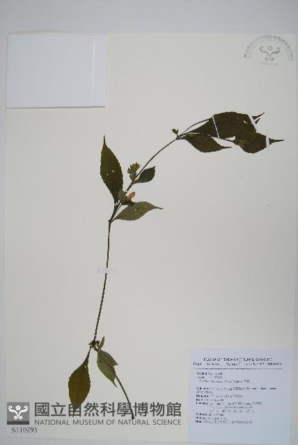 臺灣馬藍藏品圖，第1張