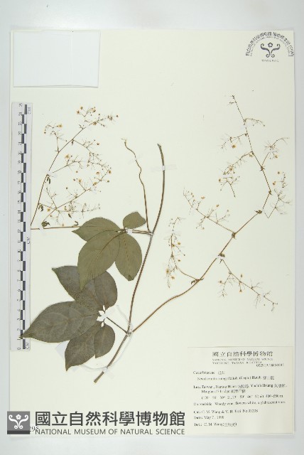 穿山龍藏品圖，第1張