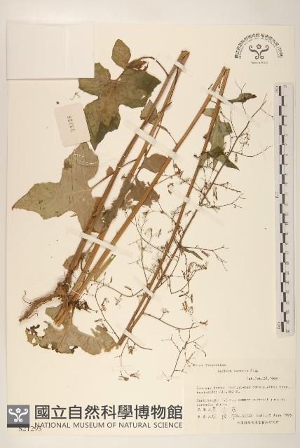 山萵苣藏品圖，第1張