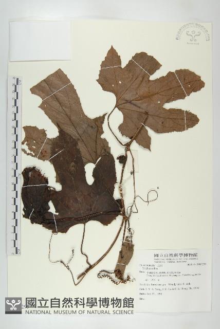 登錄號:S081295藏品圖，第1張