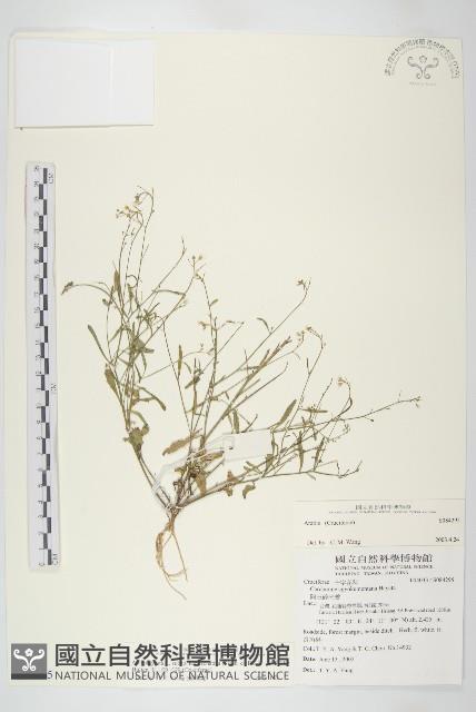 玉山筷子芥藏品圖，第1張