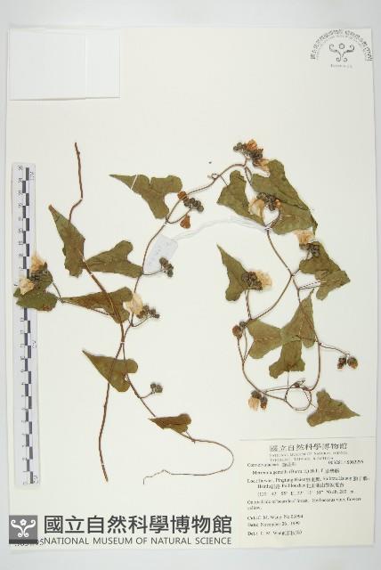 菜欒藤藏品圖，第1張