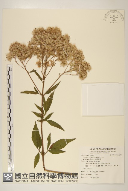 台灣澤蘭藏品圖，第1張