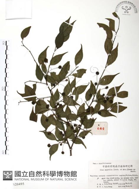 燈稱花、烏雞骨藏品圖，第1張