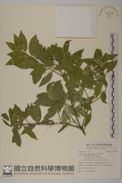 刺果衛矛藏品圖，第1張