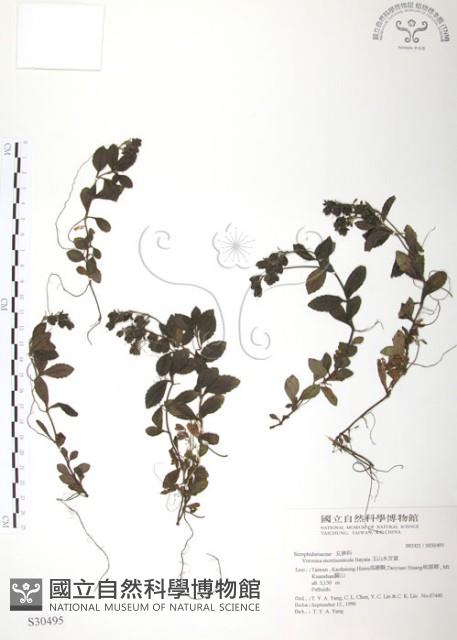 玉山水苦賈藏品圖，第1張