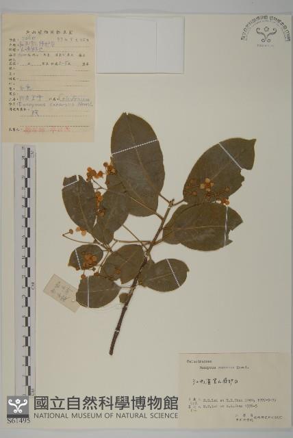 厚葉衛矛, 源一木藏品圖，第1張