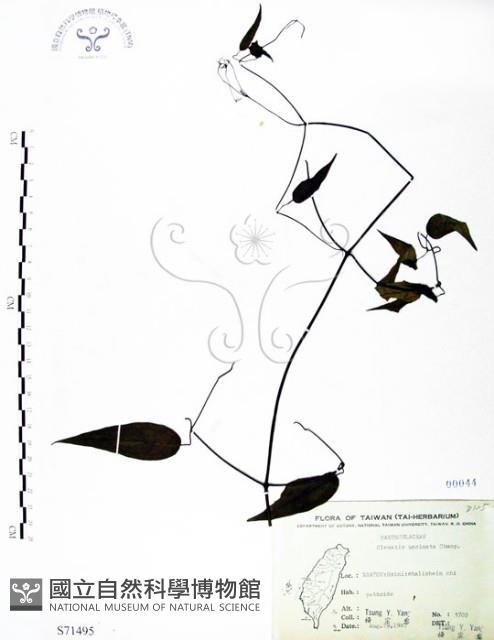 柱果鐵線蓮藏品圖，第1張