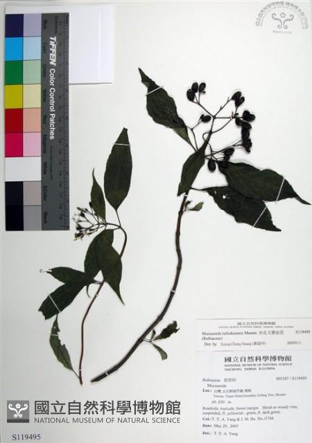 台北玉葉金花藏品圖，第1張