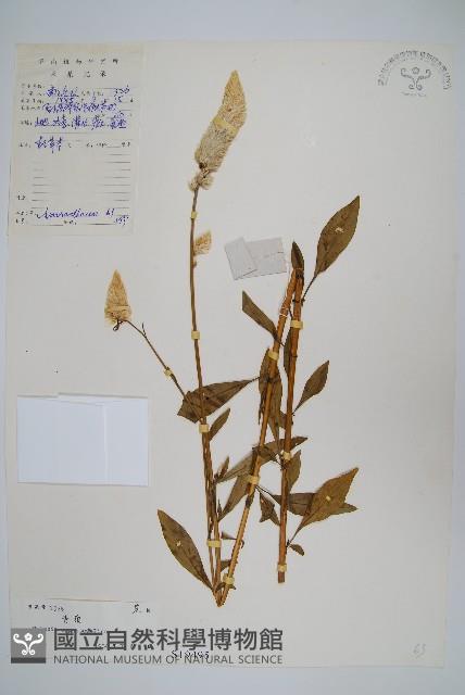 青葙藏品圖，第1張