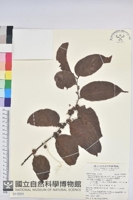 披針葉饅頭果藏品圖，第1張