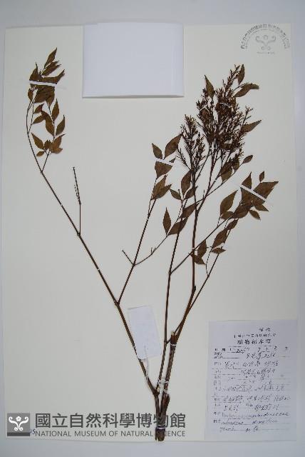 南天竹、天竹、蘭天竹藏品圖，第1張