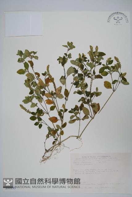 爵床藏品圖，第1張