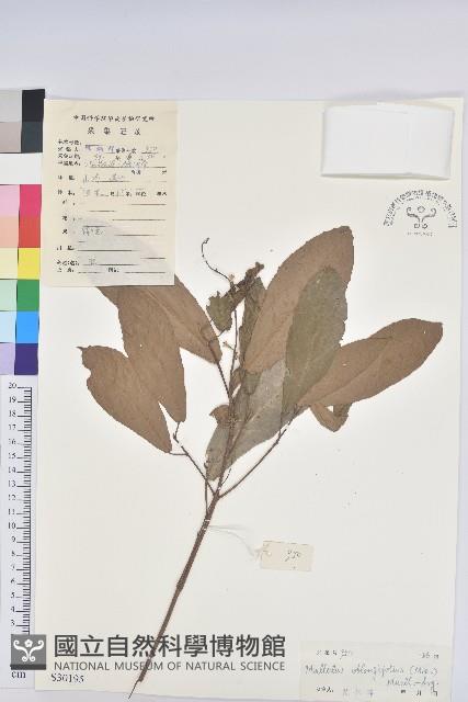 Accession Number:S030195 Collection Image