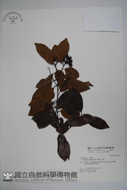 松田氏冬青藏品圖，第1張