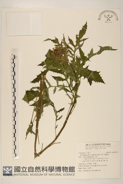 飛機草藏品圖，第1張