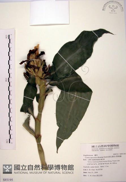 絹毛鳶尾、閉鞘薑藏品圖，第1張